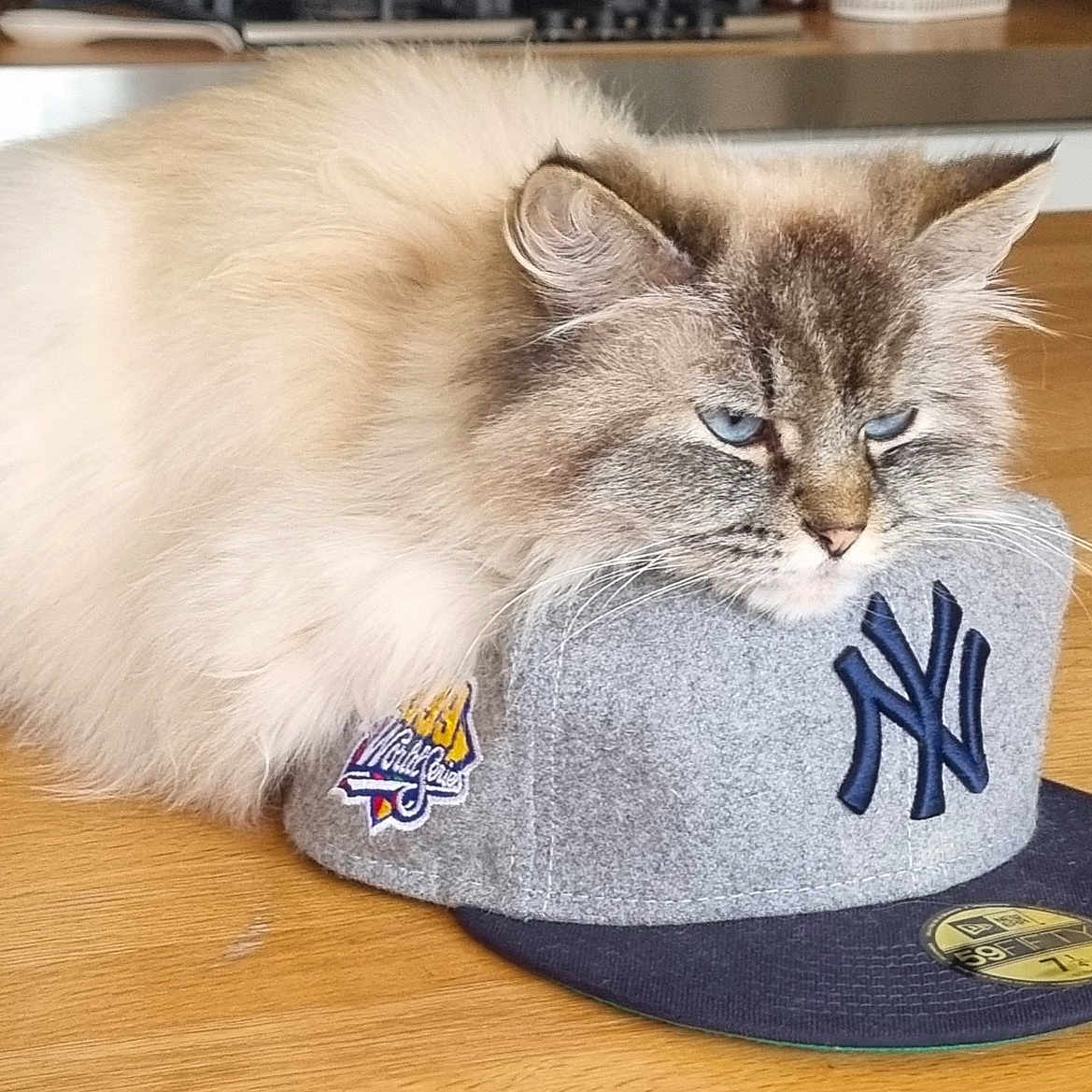 Charlie participe au concours pour gagner de l'argent avec cette photo : abyssinian, angora, animal, baseballcap, birthdaycake, cap, cat, clothing, face, hardwood, hat, head, kitten, manx, person, pet, photography, portrait, siamese, wood