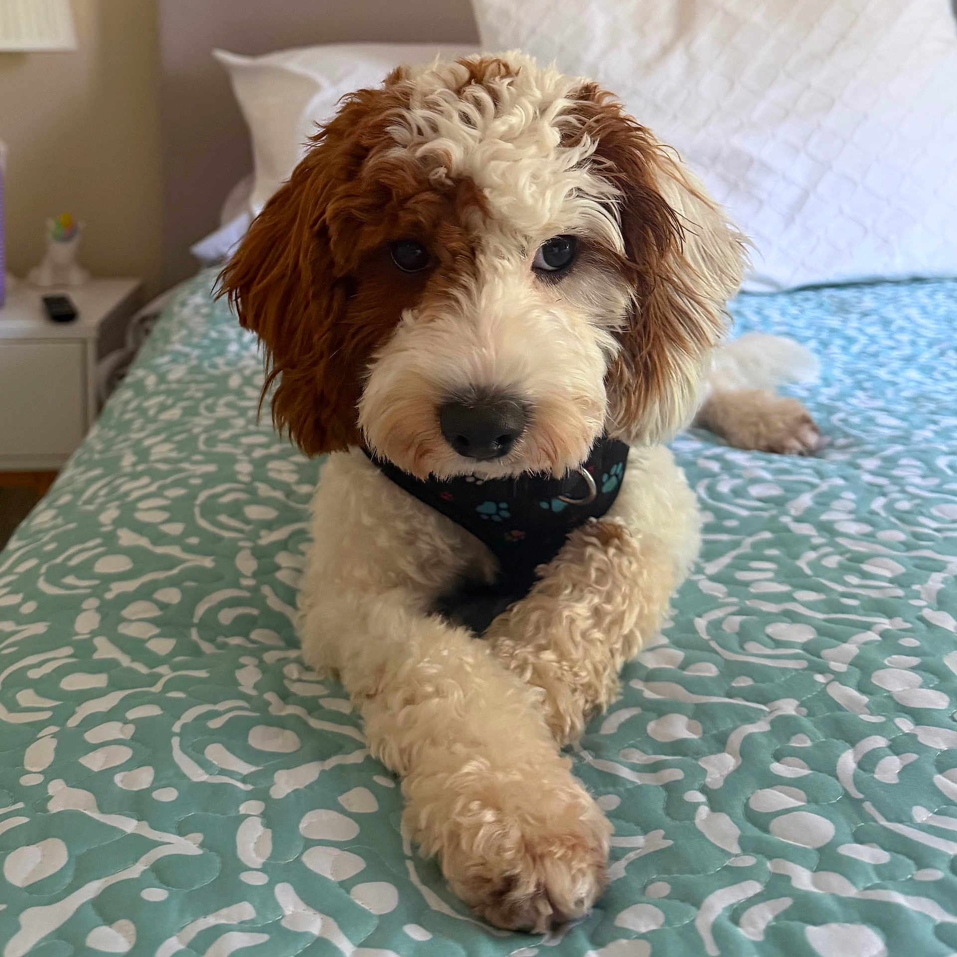 Frank is registered to the contest to win money with this photo: dog, bed, blanket, curly_fur, paws, pet, indoor, cozy, resting, brown_and_white, portrait, fur, cute, animal, domestic_animal, canine, bedroom, relaxed, closeup, crossed_paws