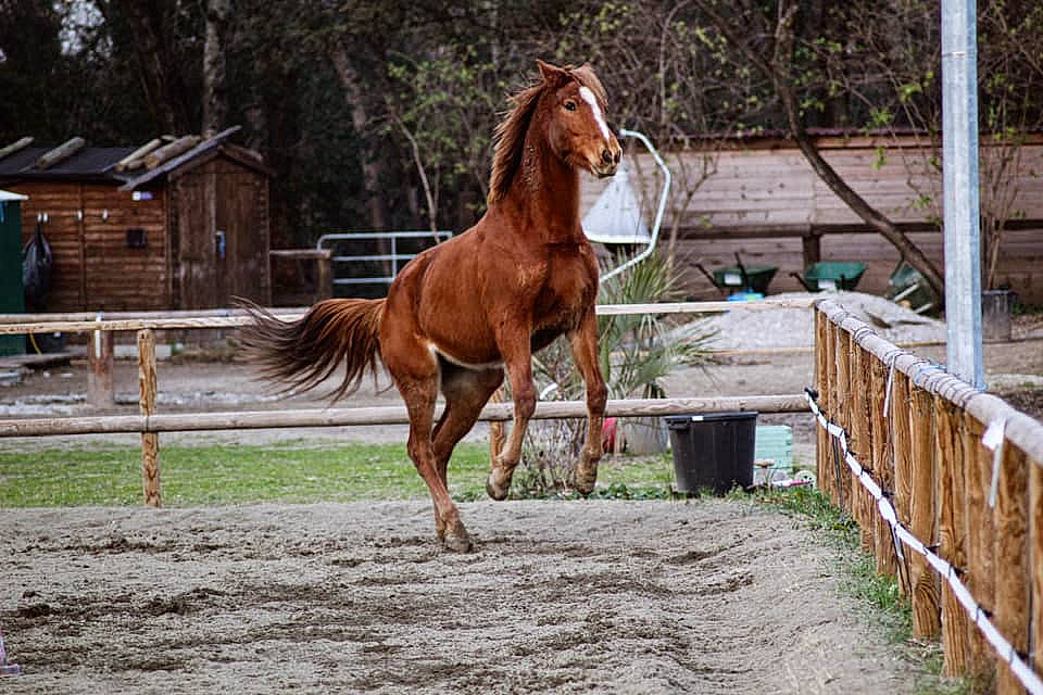 Banaya participe au concours pour gagner de l'argent avec cette photo : horse, horse_supplies, landscape, liver, livestock, mammal, mane, mare, mustang_horse, ranch, sorrel, stable, stallion, vertebrate, wildlife