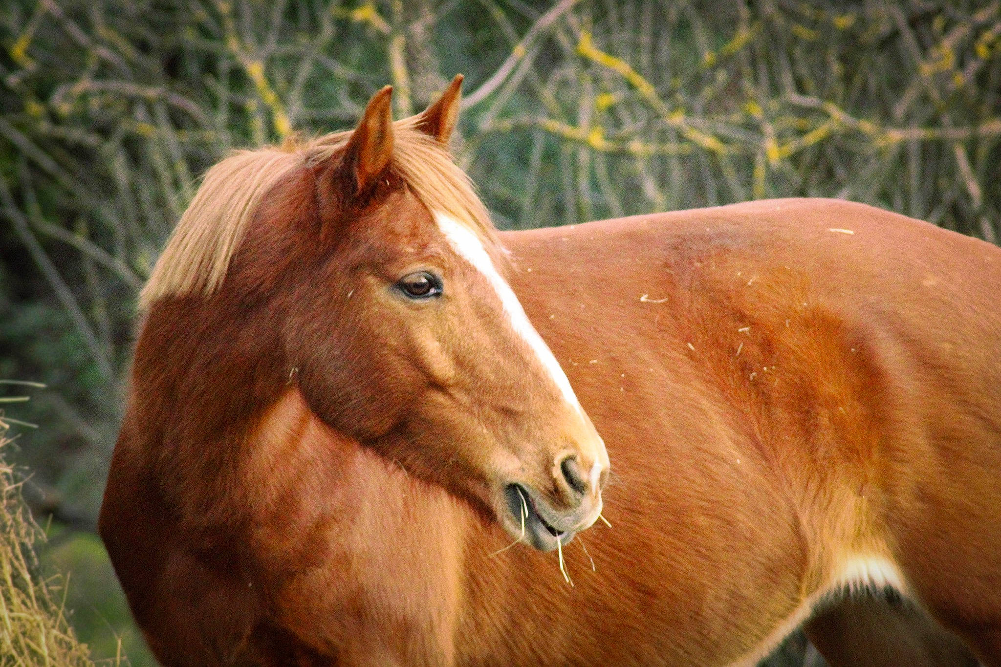 Banaya a rejoint le concours — aidez-le/la à gagner de superbes lots ! colt, grass, hair, horse, liver, livestock, mammal, mane, mare, mustang_horse, organism, pasture, pony, przewalskis_horse, snout, sorrel, stallion, terrestrial_animal, vertebrate, wildlife