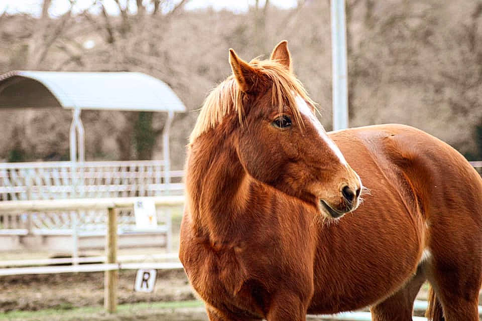 Banaya a rejoint le concours — aidez-le/la à gagner de superbes lots ! farm, hair, horse, landscape, liver, livestock, mammal, mane, mare, mustang_horse, pasture, pony, ranch, snout, sorrel, stallion, vertebrate, wildlife