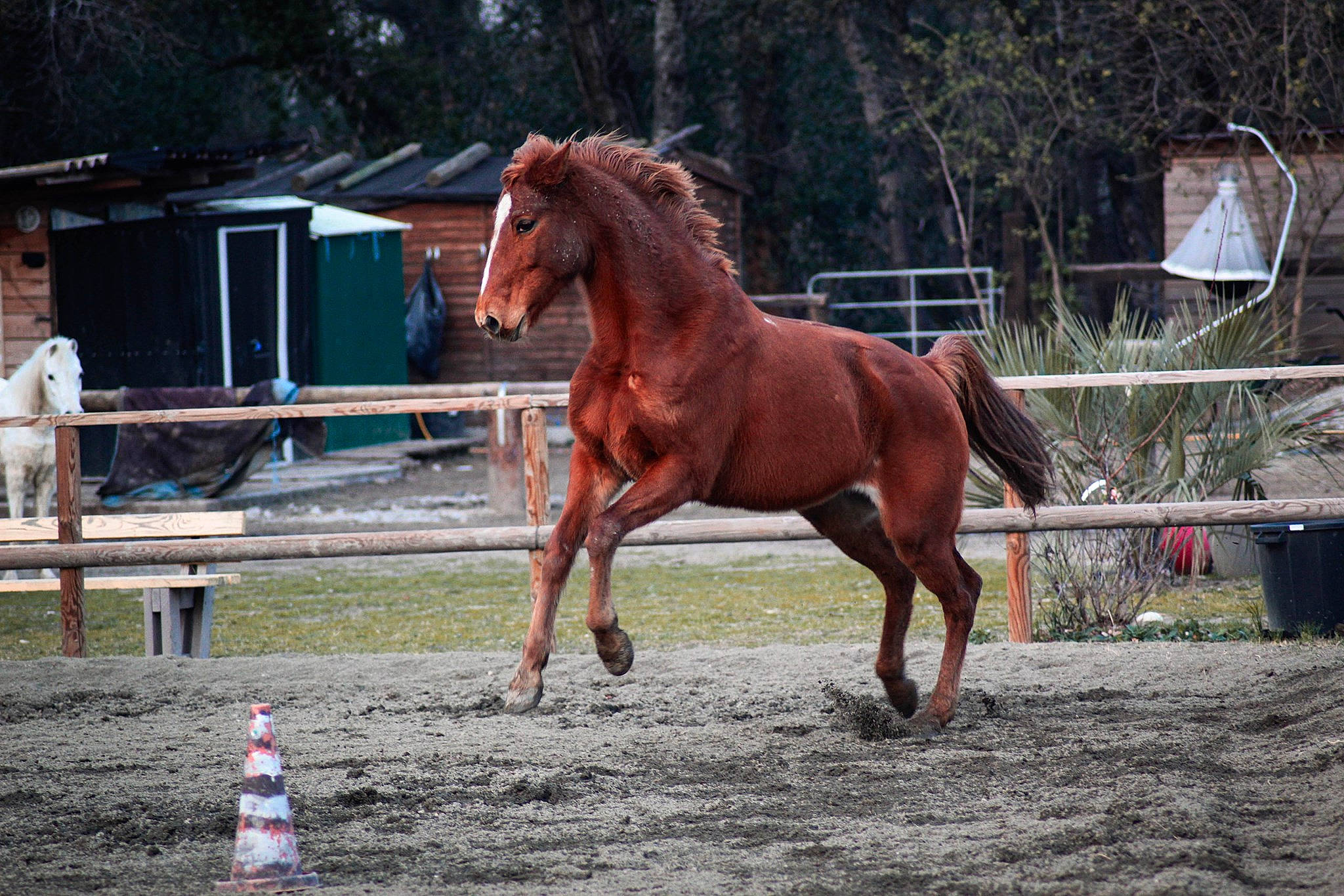 Banaya a rejoint le concours — aidez-le/la à gagner de superbes lots ! animal_sports, bridle, dressage, halter, horse, horse_harness, horse_supplies, horse_tack, liver, mammal, mane, mare, mustang_horse, pack_animal, ranch, recreation, rein, sorrel, stallion, vertebrate