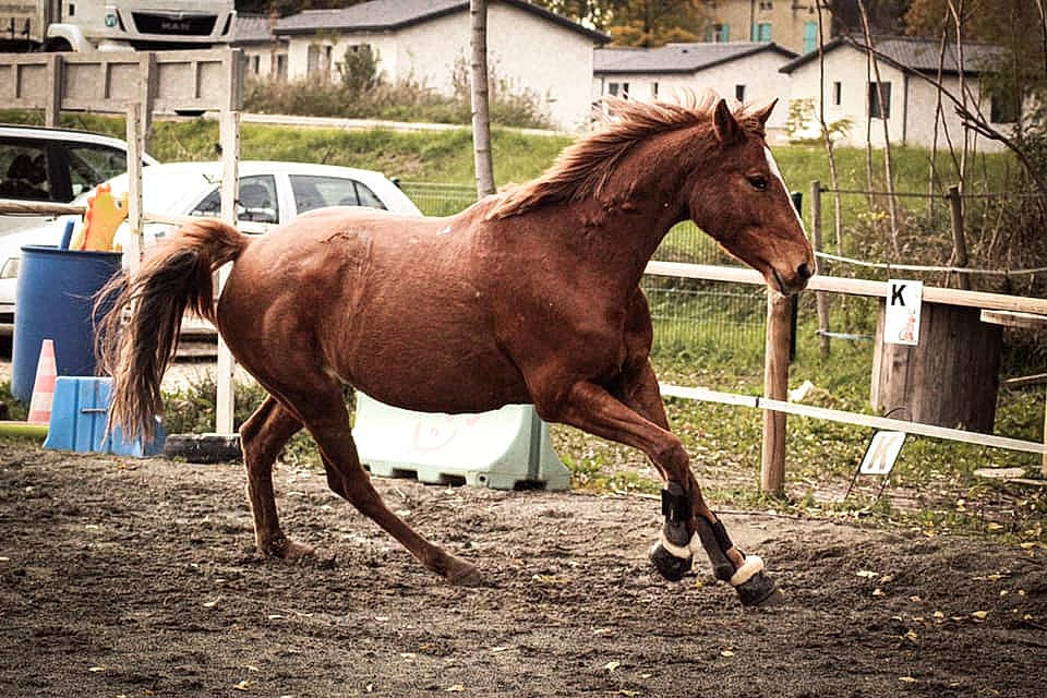 Banaya a rejoint le concours — aidez-le/la à gagner de superbes lots ! colt, horse, horse_supplies, horse_tack, landscape, liver, livestock, mammal, mane, mare, mustang_horse, pack_animal, ranch, rein, sorrel, stallion, vertebrate, working_animal