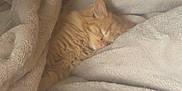 Sunshine is registered to the contest to win money with this photo: cat, sleeping, orange_cat, blanket, cozy, soft, furry, pet, indoor, relaxing, couch, nap, home, fur, cute, rest, domestic_animal, animal, comfortable, snuggle
