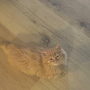 Sunshine joined the competition — help win amazing prizes! animal, cat, cute, domestic_cat, ears, feline, flooring, fluffy, fur, indoor, kitten, laying_down, looking_up, orange_cat, pet, resting, small, whiskers, wooden_floor, young_cat