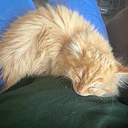 Sunshine is registered to the contest to win money with this photo: kitten, orange_cat, sleeping, lap, blue_pants, green_shirt, indoor, cozy, pet, furry, cat, resting, animal, closeup, domestic, cute, relaxing, feline, young, home