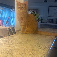 Sunshine joined the competition — help win amazing prizes! cat, countertop, curtain, fur, home_interior, indoor, kitchen, kitten, light_fixture, marble_countertop, orange_cat, paws, plant, portrait, sitting, tail, vase, whiskers, window, wooden_ceiling