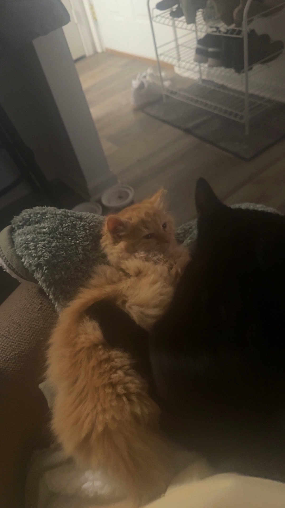 Sunshine is registered to the contest to win money with this photo: cat, orange_cat, black_cat, furry, snuggling, blanket, indoor, cozy, pet, animal, fur, resting, cute, soft, home, companion, relaxing, feline, two_animals, warm