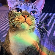 Monkey Butt joined the competition — help win amazing prizes! cat, tabby, pet, animal, whiskers, fur, rainbow, colorful_light, indoor, curious, sitting, close_up, portrait, feline, striped, cute, soft_light, background_blur, floor, domestic