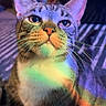 cat, tabby, pet, animal, whiskers, fur, rainbow, colorful_light, indoor, curious, sitting, close_up, portrait, feline, striped, cute, soft_light, background_blur, floor, domestic