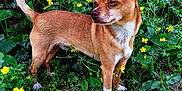 Boots is registered to the contest to win money with this photo: dog, brown_dog, small_dog, yellow_flowers, green_foliage, garden, outdoor, plant, grass, red_wall, pet, animal, nature, curious, alert, standing, daylight, leaf, flora, canine