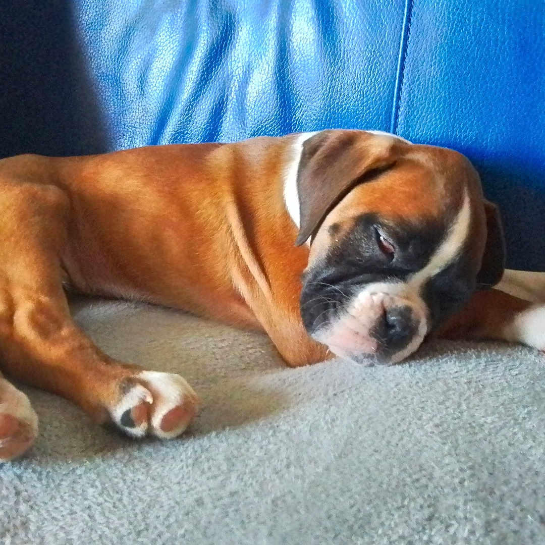 Venom a rejoint le concours — aidez-le/la à gagner de superbes lots ! animal, blanket, bostonbull, boxer, bulldog, canine, couch, dog, frenchbulldog, furniture, hound, person, pet, pitbull, puppy, sleeping, snout
