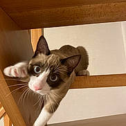 Aston a rejoint le concours — aidez-le/la à gagner de superbes lots ! cat, curious, blue_eyes, wooden_chair, paw, indoor, pet, playful, feline, whiskers, close_up, brown_and_white, climbing, animal, cute, looking_up, household, fun, young_cat, tabby