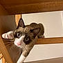 cat, curious, blue_eyes, wooden_chair, paw, indoor, pet, playful, feline, whiskers, close_up, brown_and_white, climbing, animal, cute, looking_up, household, fun, young_cat, tabby