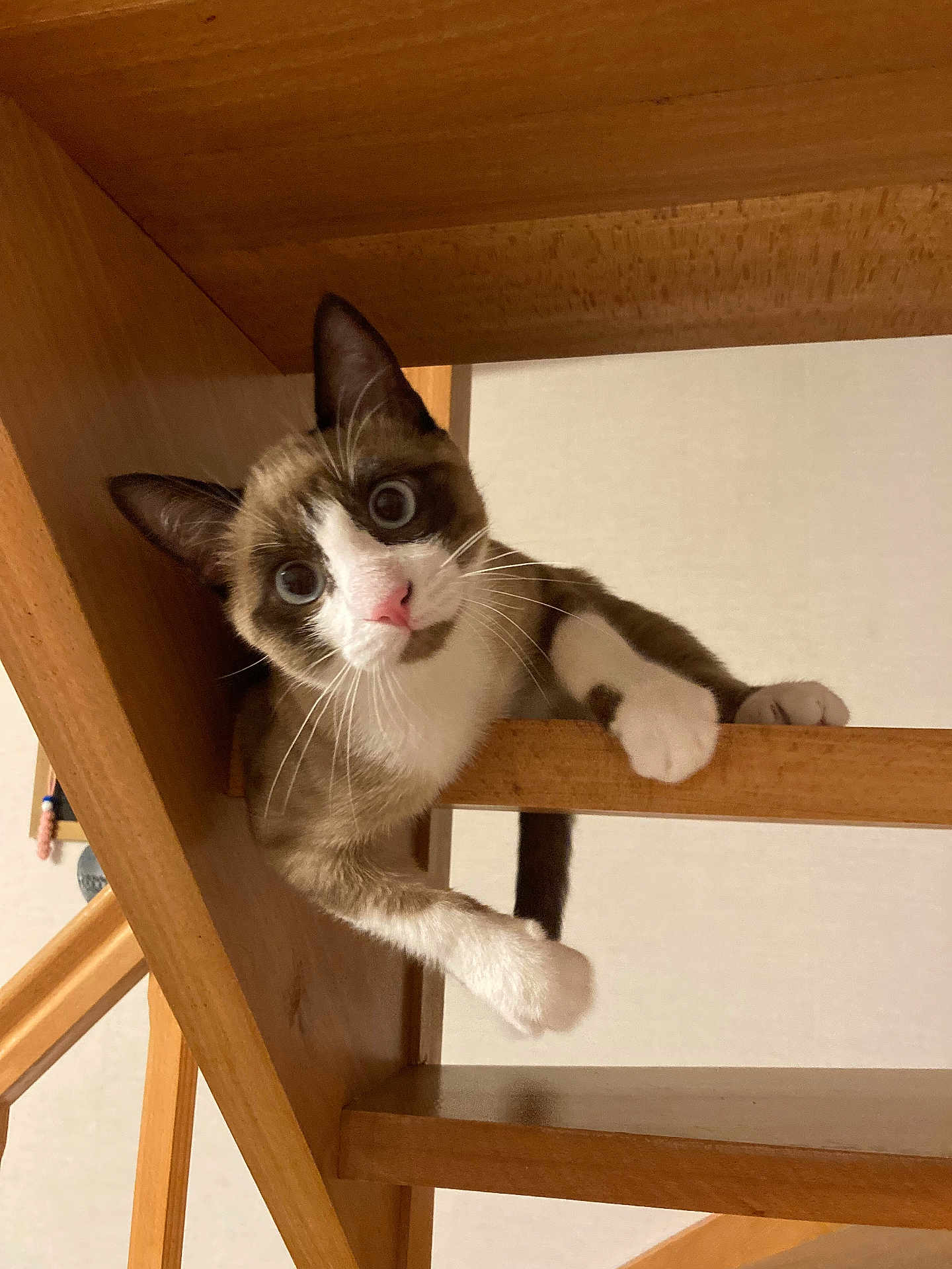 Aston participe au concours pour gagner de l'argent avec cette photo : cat, wood, staircase, curious, indoor, pet, animal, white_paws, brown_fur, wide_eyes, playful, feline, climbing, looking, close_up, wooden_structure, whiskers, pink_nose, home, cute