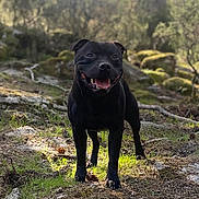 Romy participe au concours pour gagner de l'argent avec cette photo : animal, black_dog, canine, daylight, dog, forest, grass, happy, moss, nature, outdoor, pet, rocks, smiling, standing, sunlight, tongue_out, trees, wildlife, woodland