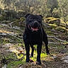 animal, black_dog, canine, daylight, dog, forest, grass, happy, moss, nature, outdoor, pet, rocks, smiling, standing, sunlight, tongue_out, trees, wildlife, woodland