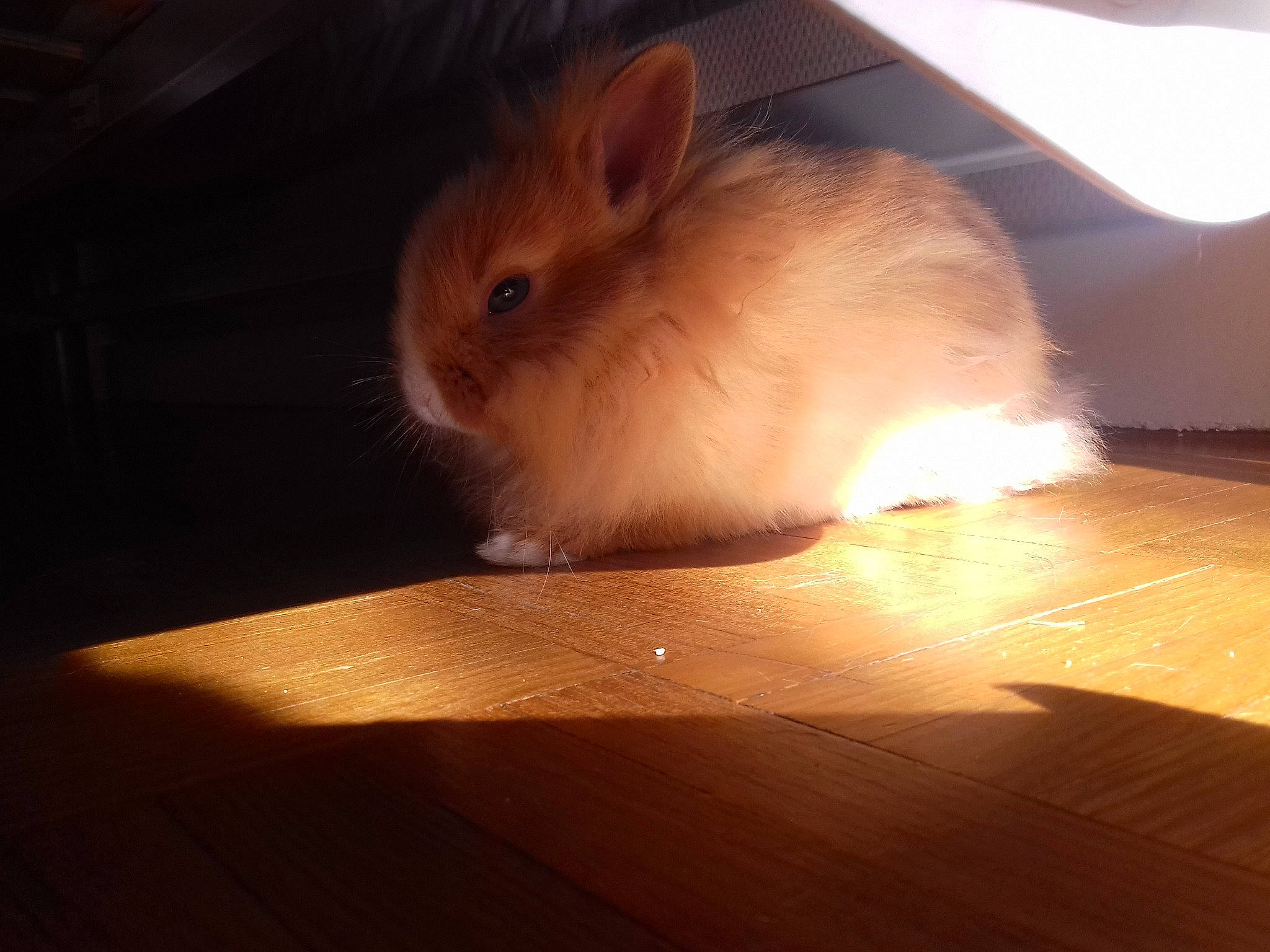 Romarin participe au concours pour gagner de l'argent avec cette photo : domestic_rabbit, ear, eye, fawn, fur, hamster, iris, mammal, mouse, muridae, muroidea, rabbit, rabbits_and_hares, rodent, skin, snout, tail, whiskers, wood