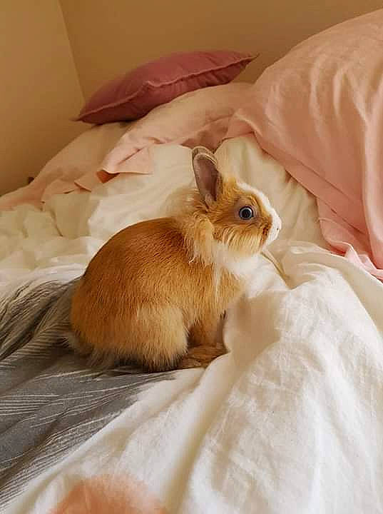 Romarin participe au concours pour gagner de l'argent avec cette photo : bed, beige, domestic_rabbit, ear, fawn, fur, furniture, hare, rabbit, rabbits_and_hares, room, skin, whiskers