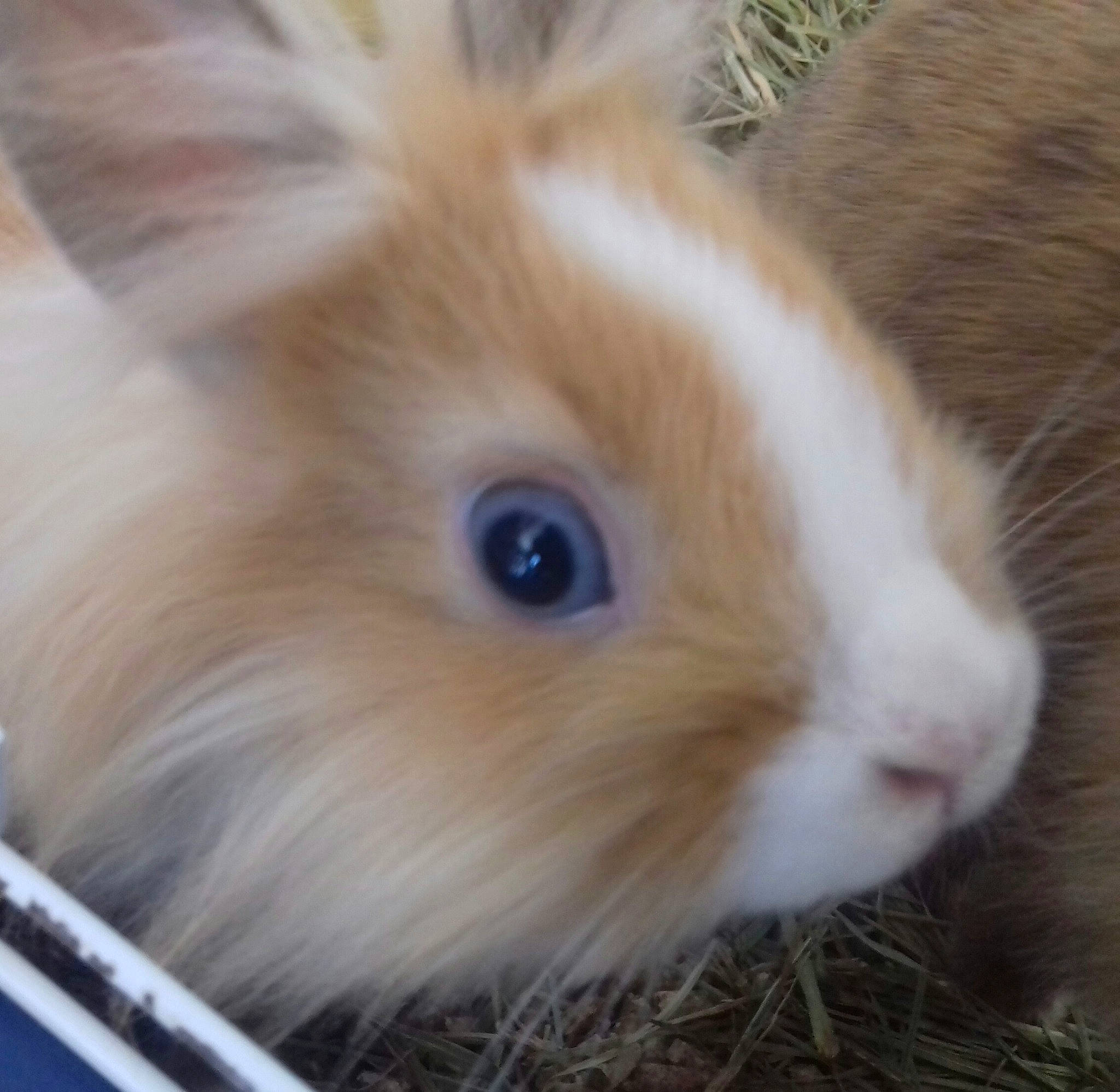 Romarin a rejoint le concours — aidez-le/la à gagner de superbes lots ! angora_rabbit, domestic_rabbit, ear, eye, fawn, fur, guinea_pig, iris, mammal, nose, rabbit, rabbits_and_hares, skin, snout, vertebrate, whiskers