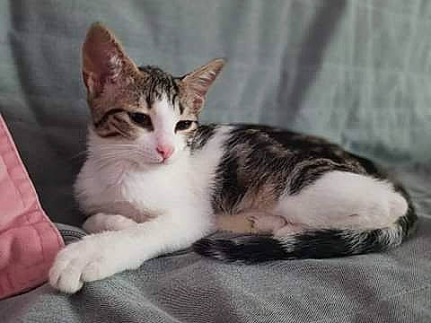 Rhapsody participe au concours pour gagner de l'argent avec cette photo : aegean_cat, american_shorthair, american_wirehair, asian, carnivore, cat, domestic_short_haired_cat, european_shorthair, felidae, kitten, mammal, oriental_longhair, polydactyl_cat, small_to_medium_sized_cats, tabby_cat, vertebrate, whiskers