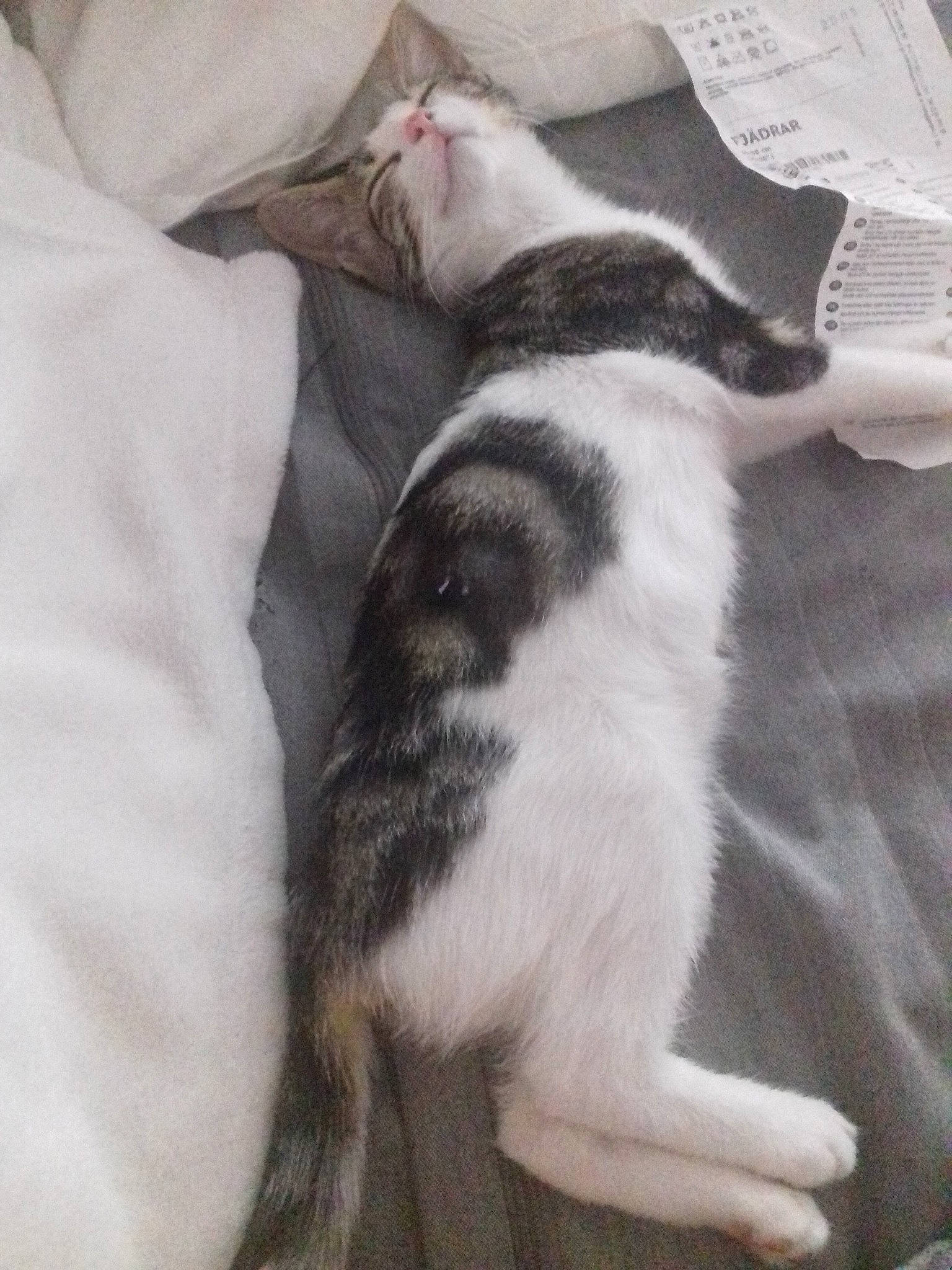 Rhapsody a rejoint le concours — aidez-le/la à gagner de superbes lots ! canidae, carnivore, cat, dog_breed, felidae, kitten, small_to_medium_sized_cats, tail, whiskers