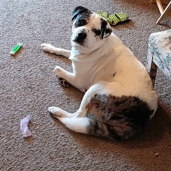 Cash is registered to the contest to win money with this photo: animal, architecture, ball, building, bulldog, canine, chair, couch, dog, furniture, hound, indoors, interiordesign, livingroom, person, pet, puppy, room, sleeping, sport