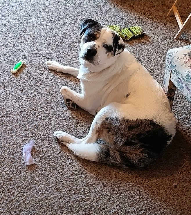 Cash is registered to the contest to win money with this photo: animal, architecture, ball, building, bulldog, canine, chair, couch, dog, furniture, hound, indoors, interiordesign, livingroom, person, pet, puppy, room, sleeping, sport