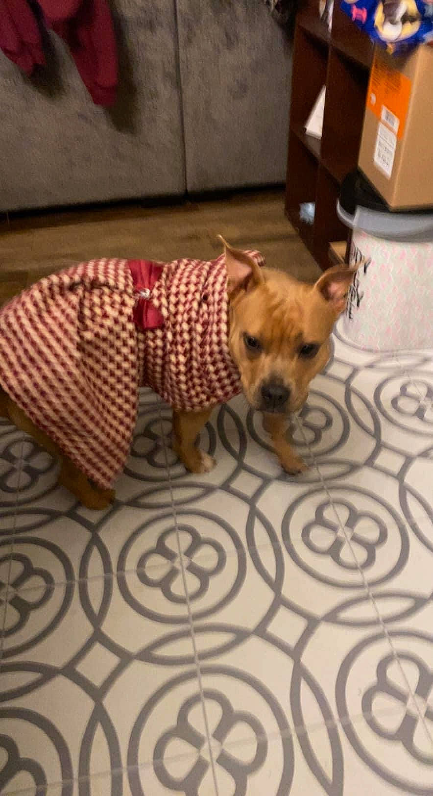 Ariella joined the competition — help win amazing prizes! canidae, carnivore, collar, comfort, companion_dog, dog, dog_bed, dog_breed, dog_clothes, dog_supply, fawn, flooring, linens, pet_supply, shipping_box, snout, sporting_group, toy_dog, wood, working_animal