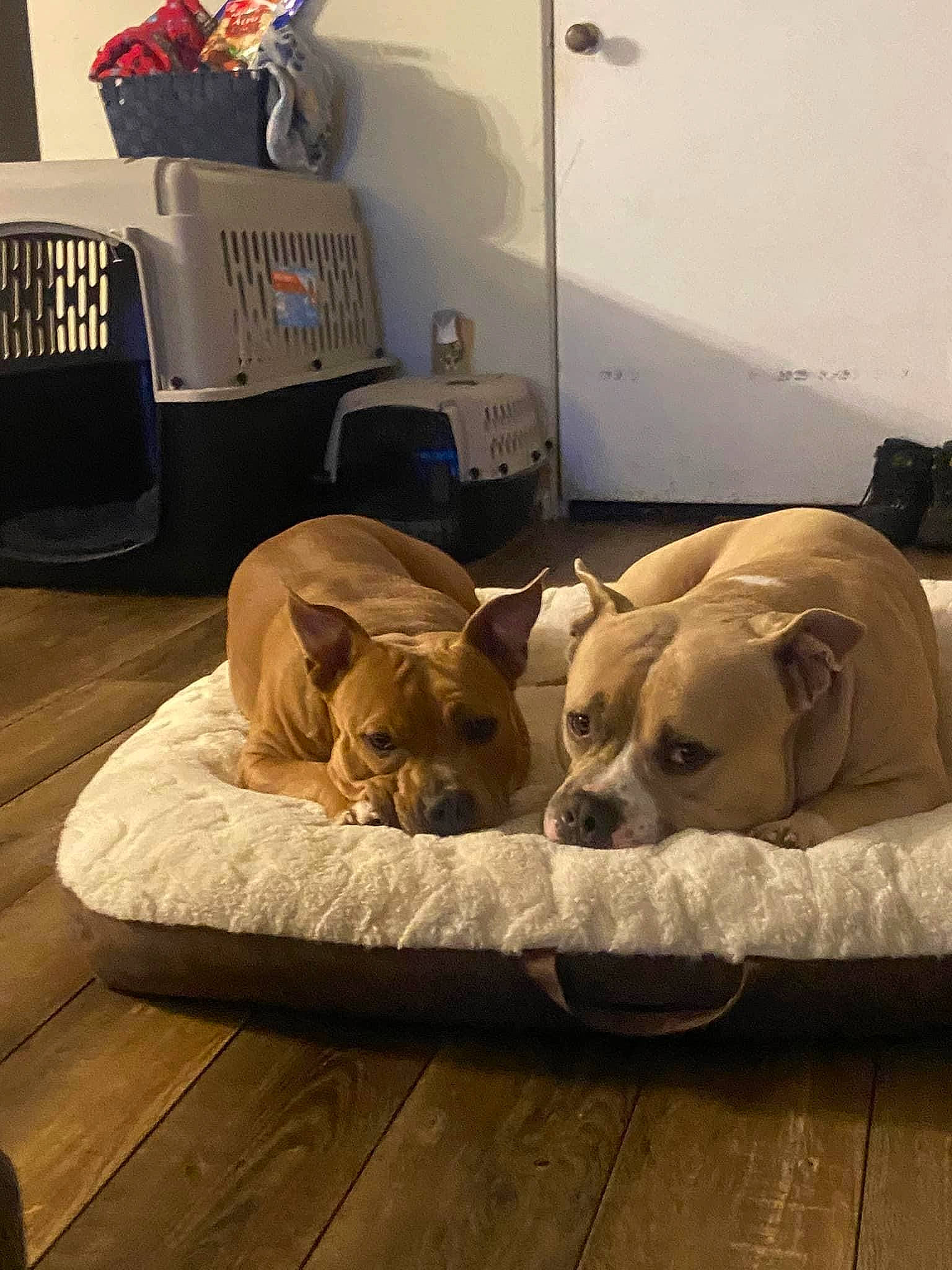 Ariella joined the competition — help win amazing prizes! canidae, carnivore, comfort, companion_dog, couch, dog, dog_breed, dog_supply, fawn, flooring, hardwood, nap, non_sporting_group, retriever, room, snout, sporting_group, toy_dog, wood, working_animal