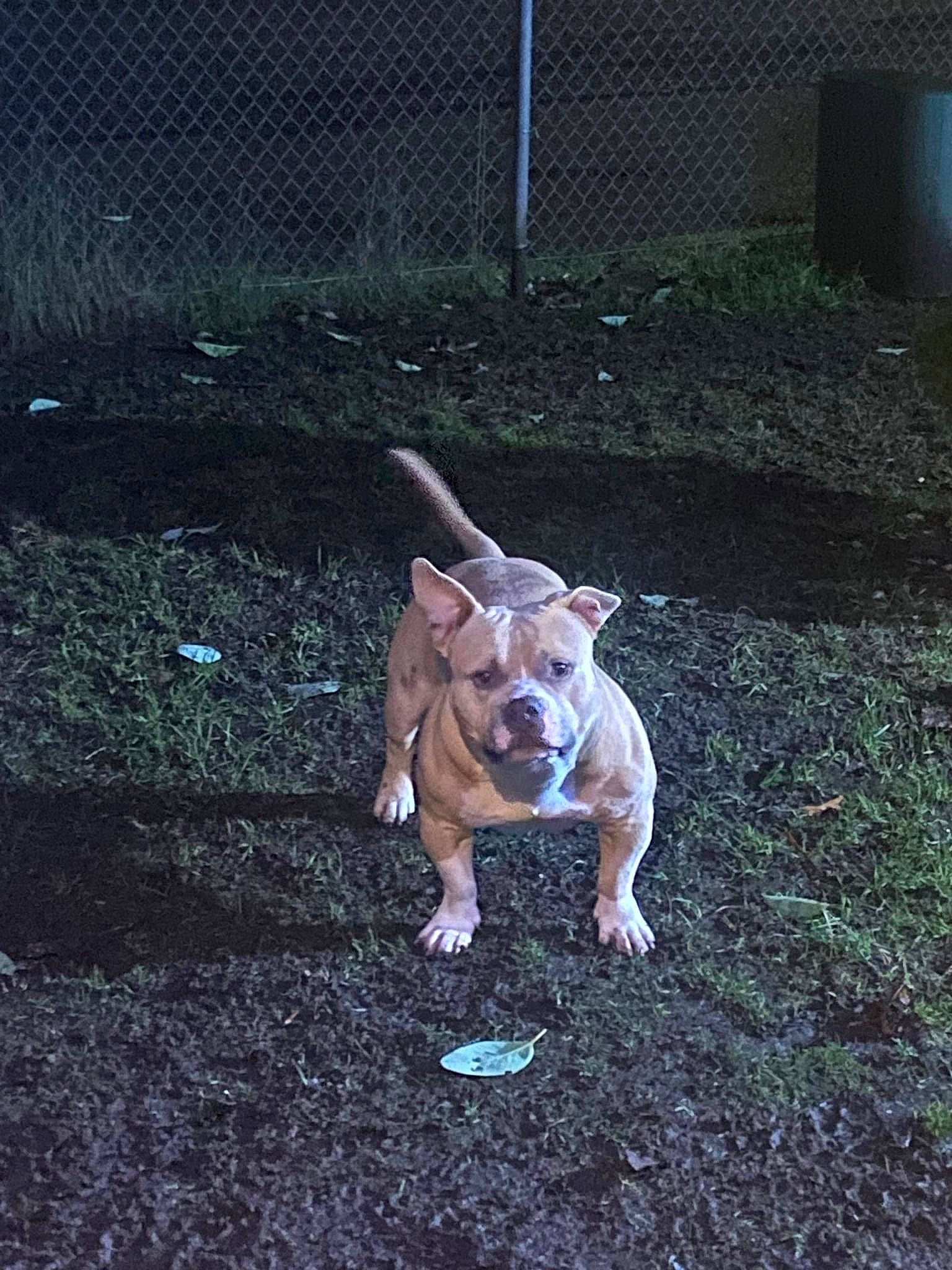 Samson joined the competition — help win amazing prizes! canidae, carnivore, companion_dog, dog, dog_breed, dog_collar, dog_supply, fawn, fence, grass, mesh, plant, snout, soil, sporting_group, tail, terrestrial_animal, toy_dog, working_animal, yard