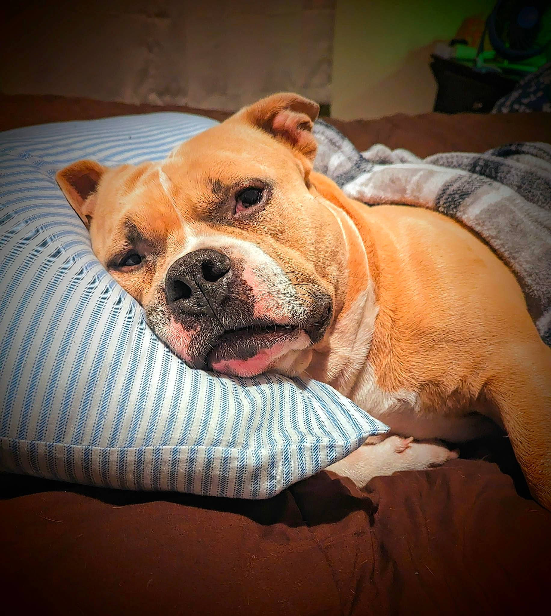 Samson is registered to the contest to win money with this photo: canidae, carnivore, collar, comfort, companion_dog, couch, dog, dog_breed, dog_supply, fawn, fur, guard_dog, linens, paw, snout, sporting_group, whiskers, wood, working_animal, wrinkle