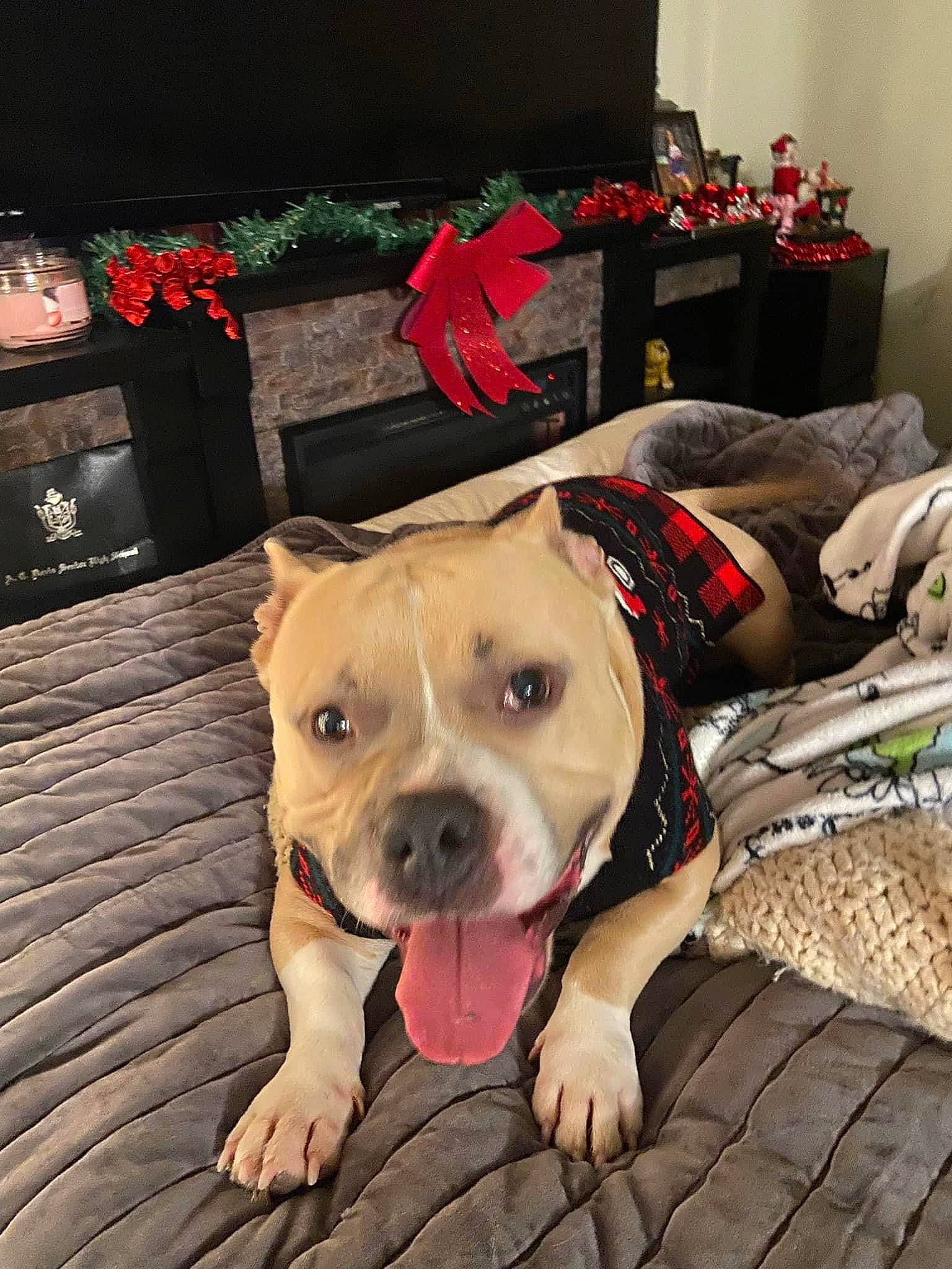 Samson is registered to the contest to win money with this photo: canidae, carnivore, collar, companion_dog, dog, dog_breed, dog_clothes, dog_collar, dog_supply, fawn, flooring, fur, guard_dog, leash, pet_supply, snout, sporting_group, whiskers, working_animal, wrinkle