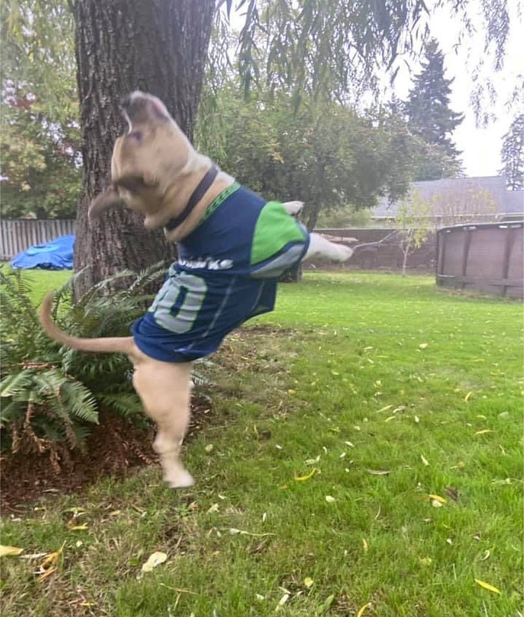 Samson is registered to the contest to win money with this photo: canidae, carnivore, companion_dog, dog, dog_breed, dog_clothes, dog_supply, fawn, fun, grass, lawn, leisure, plant, recreation, shorts, sky, sporting_group, t_shirt, tail, tree