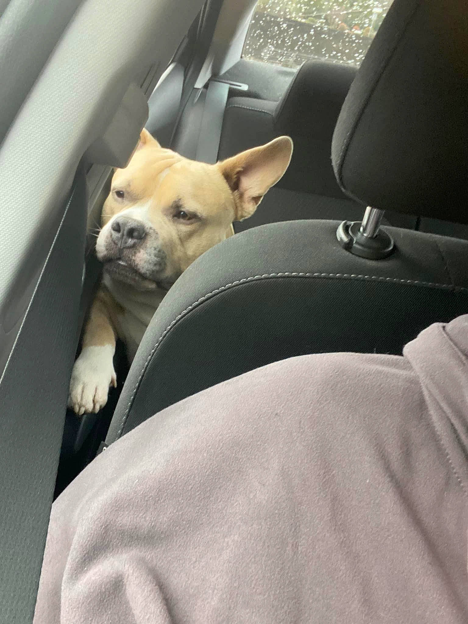 Samson joined the competition — help win amazing prizes! auto_part, automotive_design, car, car_seat, car_seat_cover, carnivore, comfort, companion_dog, dog, dog_breed, fawn, head_restraint, motor_vehicle, personal_luxury_car, seat_belt, snout, toy_dog, vehicle, vehicle_door, whiskers