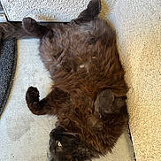 Jerome joined the competition — help win amazing prizes! cat, fluffy_cat, black_cat, feline, pet, lying_on_back, belly_up, relaxed, green_eyes, whiskers, paws, long_fur, fur, indoor, porch_floor, concrete, wall_texture, close_up, sleepy, cute