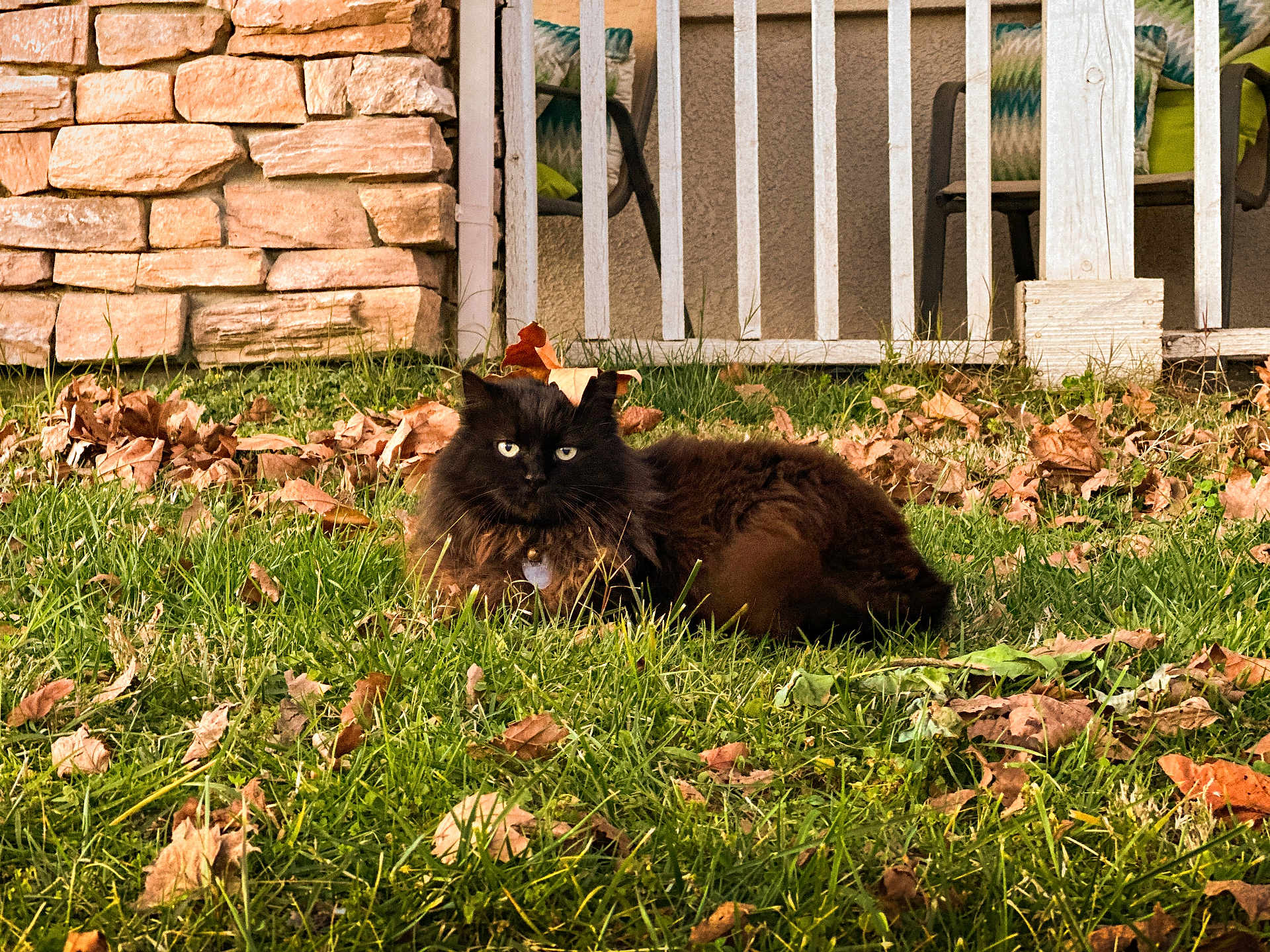 Jerome joined the competition — help win amazing prizes! cat, black_cat, long_hair, grass, fallen_leaves, autumn, backyard, porch, white_fence, stone_wall, outdoor, pet, collar, id_tag, lounging, fall_foliage, green_grass, leaf_litter, domestic_animal, nature