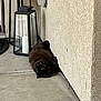 Jerome joined the competition — help win amazing prizes! cat, black_cat, fluffy_cat, sleeping, porch, concrete_floor, stucco_wall, lantern, candle, glass, doorway, doormat, pet, whiskers, fur, relaxed, outdoor, shadow, home_exterior, resting