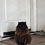Jerome is registered to the contest to win money with this photo: cat, black_cat, long_hair, furry, pet, sitting, doormat, door, indoor, stare, green_eyes, whiskers, porch, floor, guard, grumpy, portrait, home, fluffy, animal