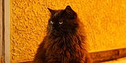 Jerome is registered to the contest to win money with this photo: cat, black_cat, feline, pet, fluffy, long_hair, sitting, portrait, sidewalk, pavement, textured_wall, yellow_wall, warm_lighting, night, outdoor, eyes, whiskers, urban, calm, animal