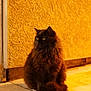 cat, black_cat, feline, pet, fluffy, long_hair, sitting, portrait, sidewalk, pavement, textured_wall, yellow_wall, warm_lighting, night, outdoor, eyes, whiskers, urban, calm, animal