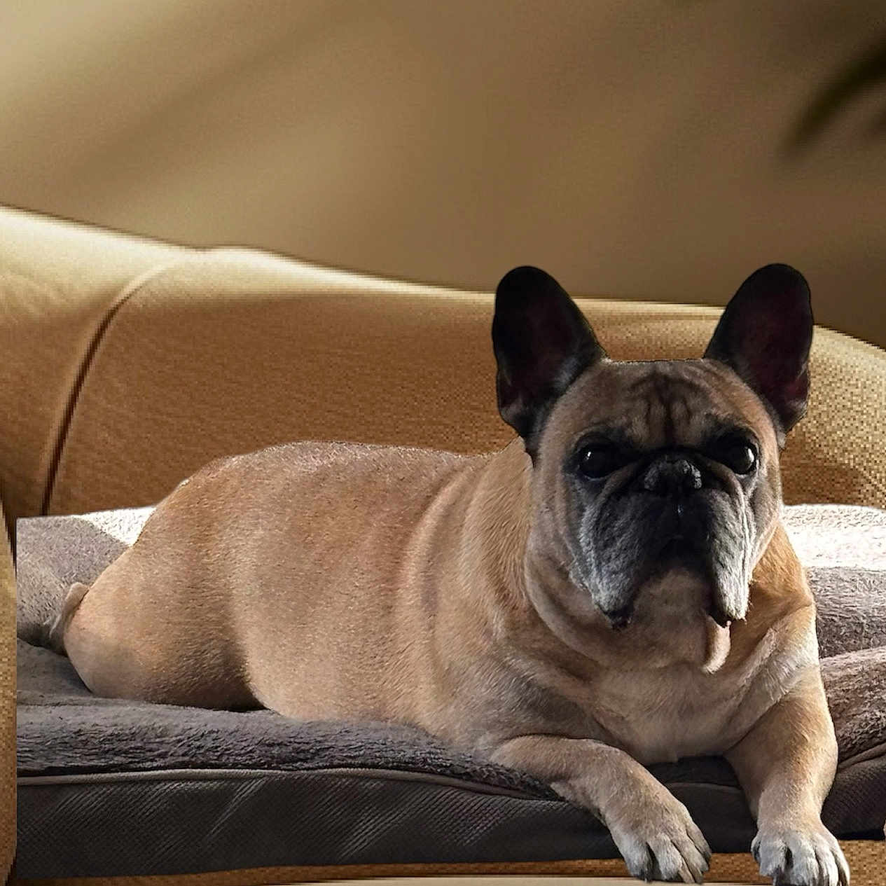 Irokwa participe au concours pour gagner de l'argent avec cette photo : animal, boxer, bulldog, canine, chair, couch, dog, frenchbulldog, furniture, pet, pitbull, pug, puppy, snout