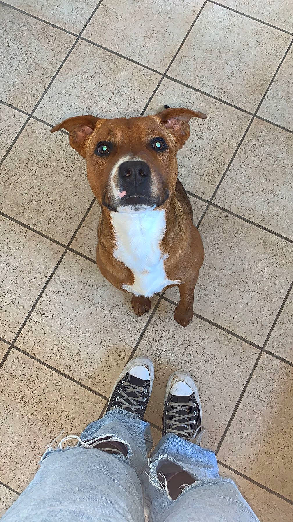 Tanos a rejoint le concours — aidez-le/la à gagner de superbes lots ! canidae, carnivore, collar, companion_dog, dog, dog_breed, dog_collar, dog_supply, fawn, flooring, foot, human_leg, pet_supply, snout, sporting_group, walking_shoe, whiskers, white, working_animal, working_dog