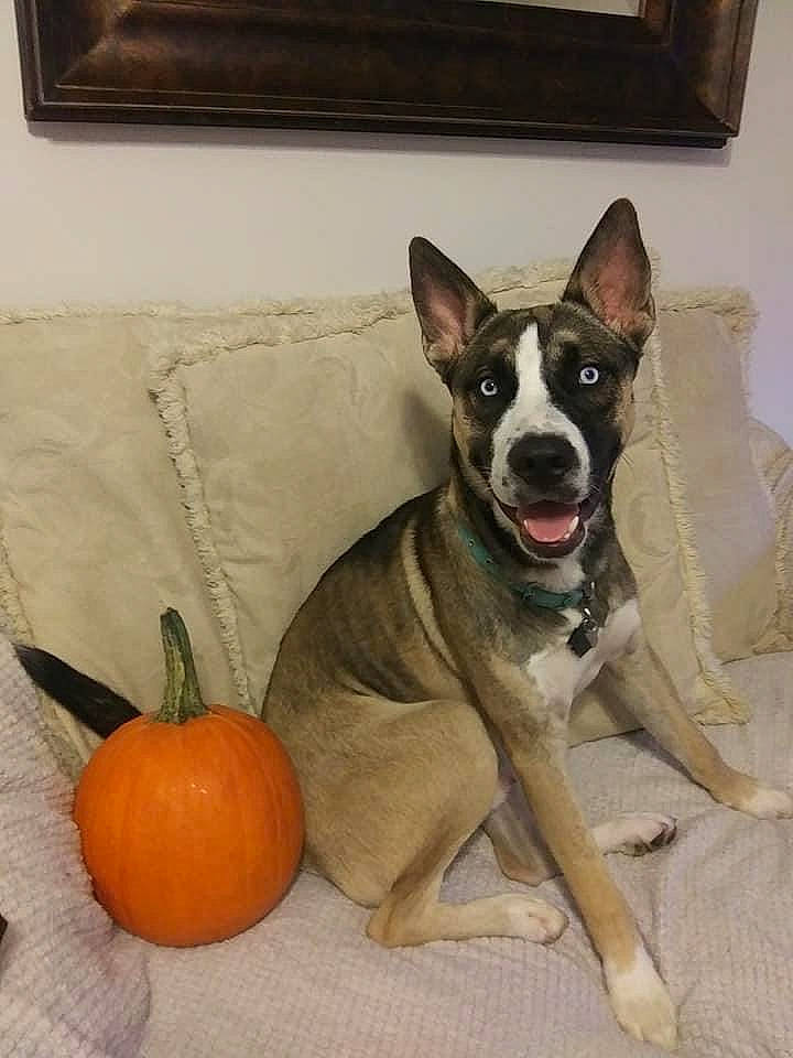 Chevy Bevy is registered to the contest to win money with this photo: boston_terrier, calabaza, carnivore, collar, comfort, companion_dog, dog, dog_breed, dog_supply, door, fawn, gourd, grey, house, natural_foods, picture_frame, pumpkin, vegetable, window, winter_squash