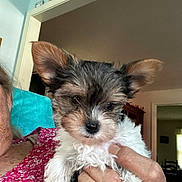 Angel joined the competition — help win amazing prizes! puppy, dog, small_dog, fluffy, ears, cute, pet, indoor, person, hand, holding, curious, face, fur, animal, cozy, home, clothing, pink, floral
