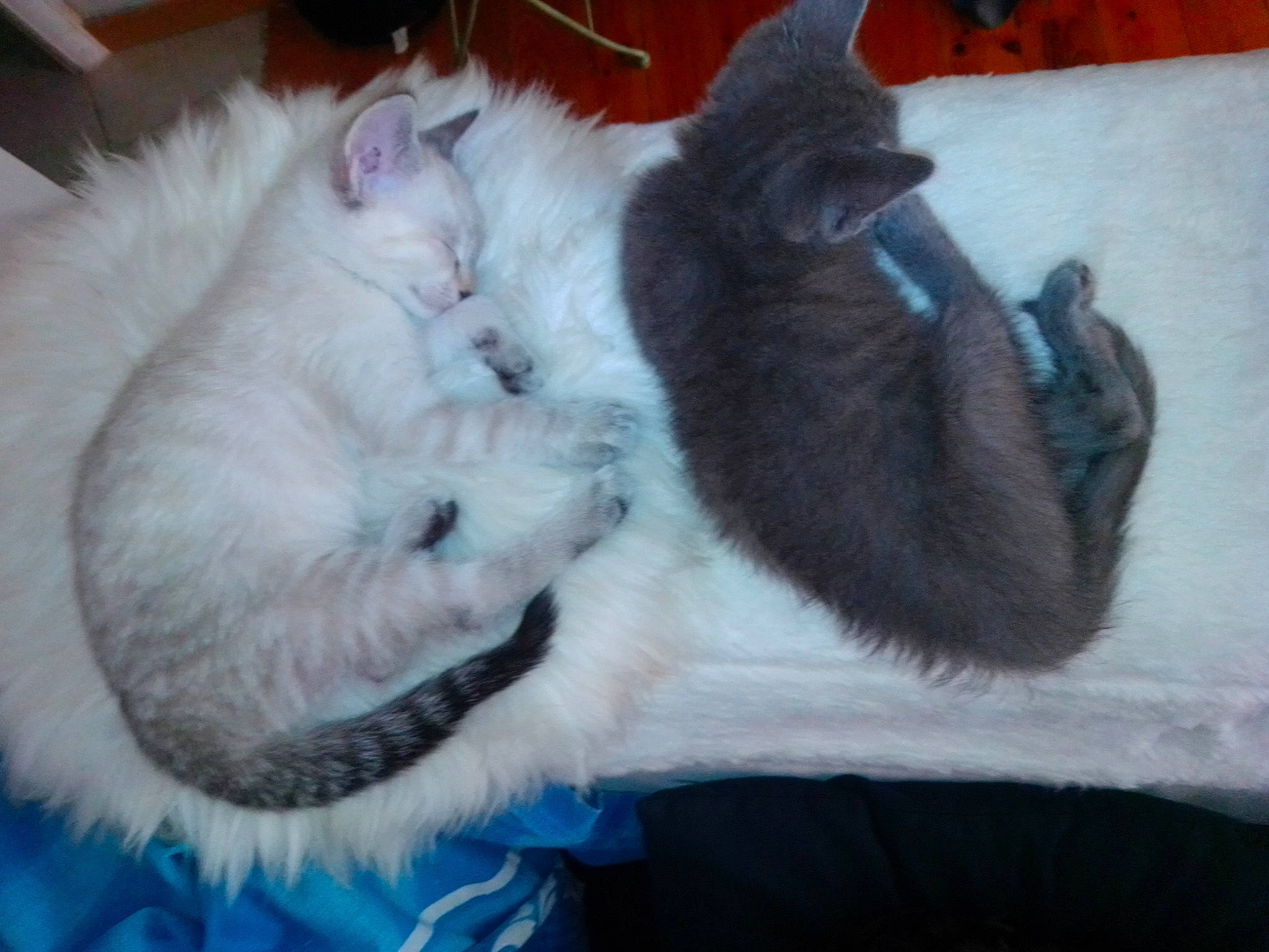 Ruby participe au concours pour gagner de l'argent avec cette photo : british_longhair, carnivore, cat, claw, felidae, fur, kitten, mammal, nap, ojos_azules, polydactyl_cat, ragdoll, small_to_medium_sized_cats, tail, turkish_angora, turkish_van, vertebrate, whiskers