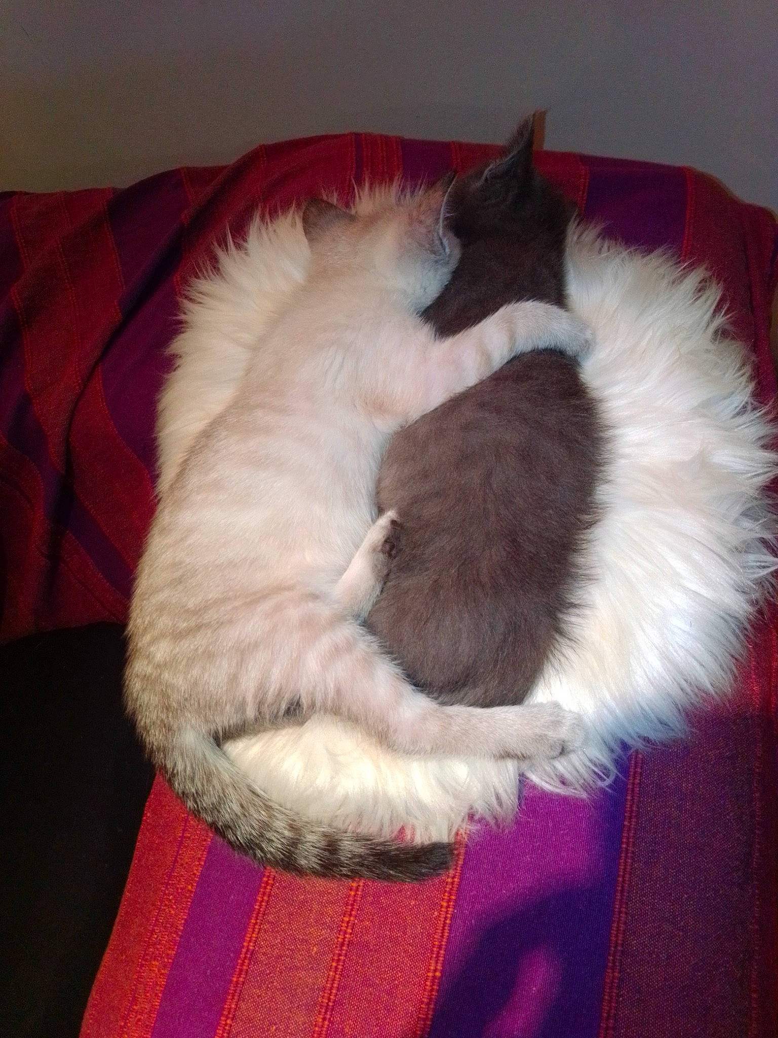 Ruby participe au concours pour gagner de l'argent avec cette photo : birman, carnivore, cat, felidae, fur, kitten, nap, ragdoll, small_to_medium_sized_cats, tail