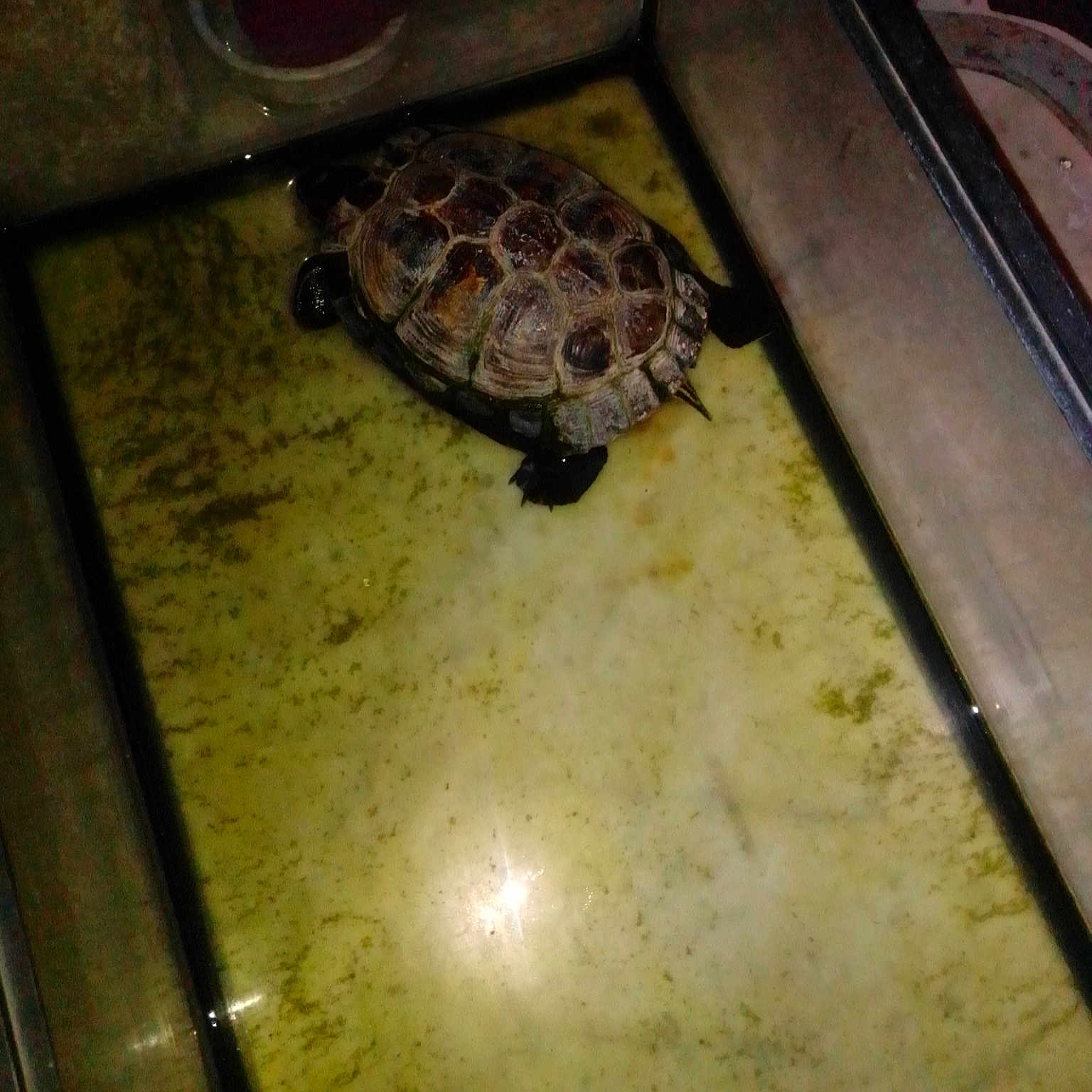 Franklin