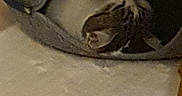 Mia participe au concours pour gagner de l'argent avec cette photo : animal, baby, baseballcap, beak, bird, cap, cat, clothing, computerhardware, electronics, face, food, footwear, hardware, hat, head, kitten, person, pet, shoe