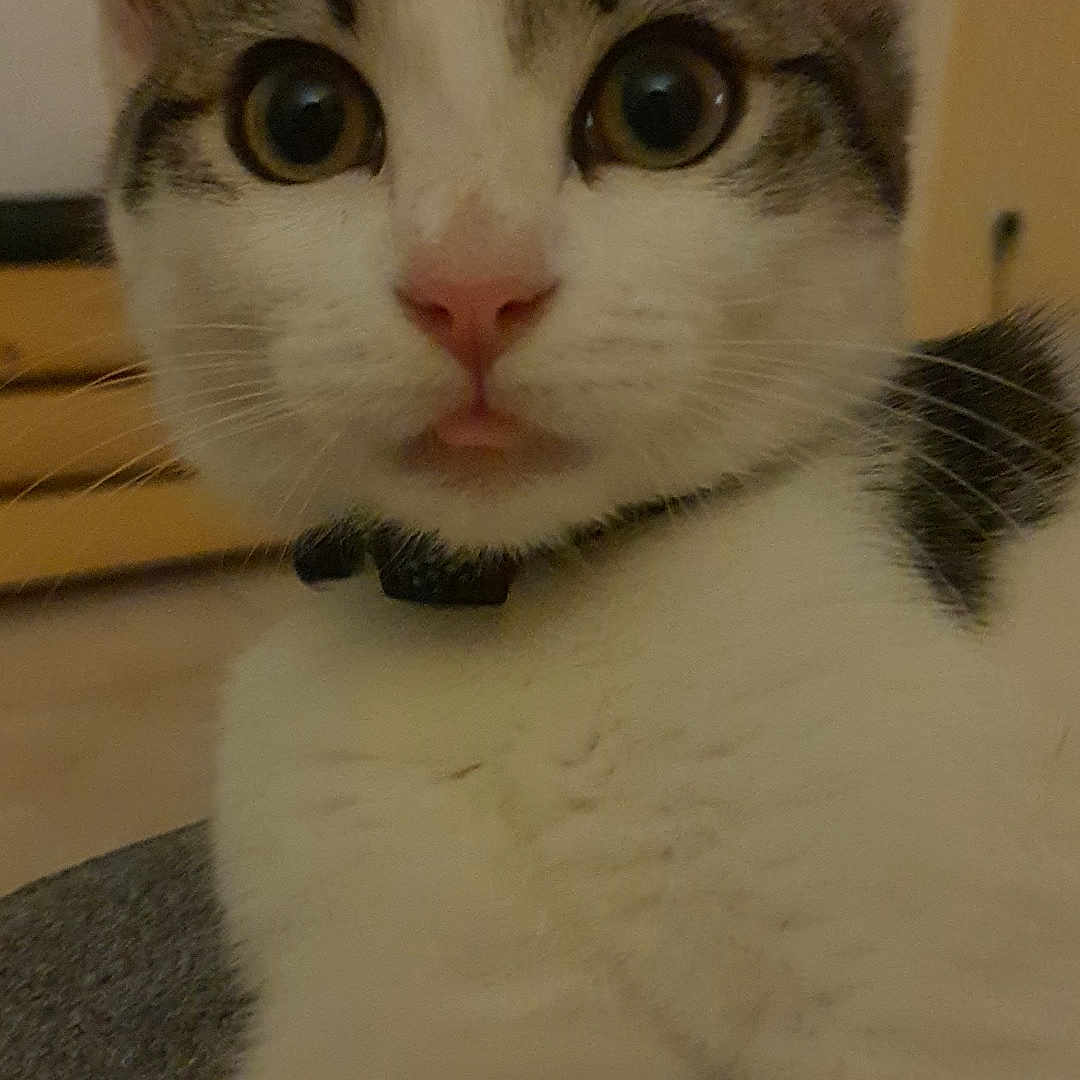 Mia